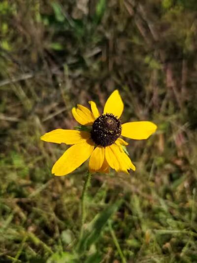 Cannonball Prairie Metropark - Monclova Township, OH