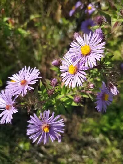 Cannonball Prairie Metropark - Monclova Township, OH