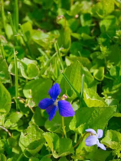 Cannonball Prairie Metropark - Monclova Township, OH