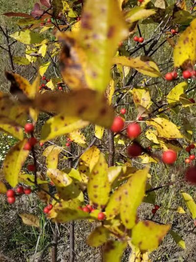 Cannonball Prairie Metropark - Monclova Township, OH