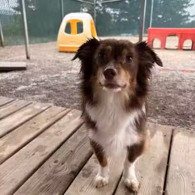 Rover Come Over Doggy Daycare - Monclova Township, OH