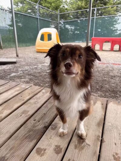 Rover Come Over Doggy Daycare - Monclova Township, OH