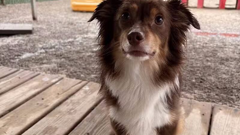 Rover Come Over Doggy Daycare - Monclova Township, OH