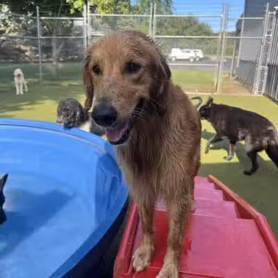 Rover Come Over Doggy Daycare - Monclova Township, OH