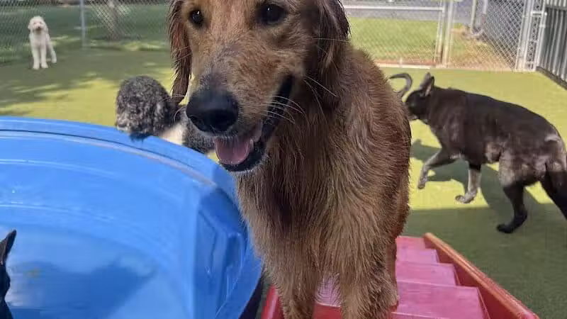 Rover Come Over Doggy Daycare - Monclova Township, OH