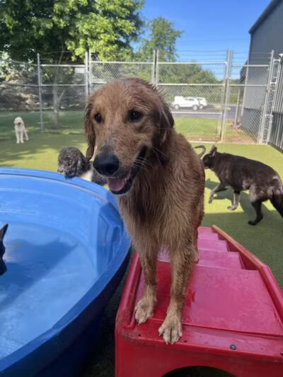 Rover Come Over Doggy Daycare - Monclova Township, OH