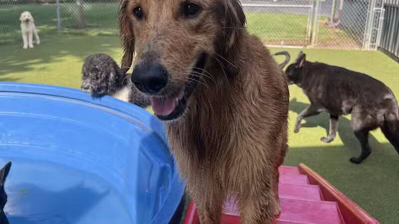 Rover Come Over Doggy Daycare - Monclova Township, OH