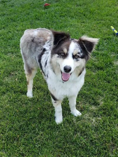 Rover Come Over Doggy Daycare - Monclova Township, OH