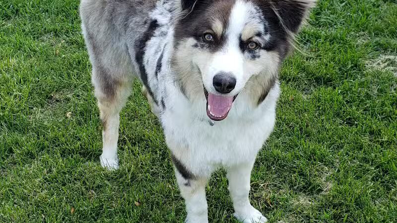 Rover Come Over Doggy Daycare - Monclova Township, OH