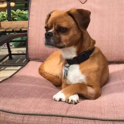 Rover Come Over Doggy Daycare - Monclova Township, OH