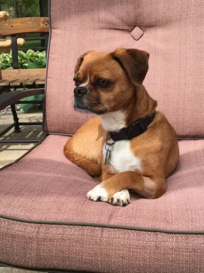 Rover Come Over Doggy Daycare - Monclova Township, OH