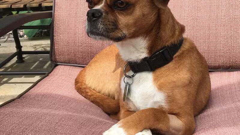 Rover Come Over Doggy Daycare - Monclova Township, OH