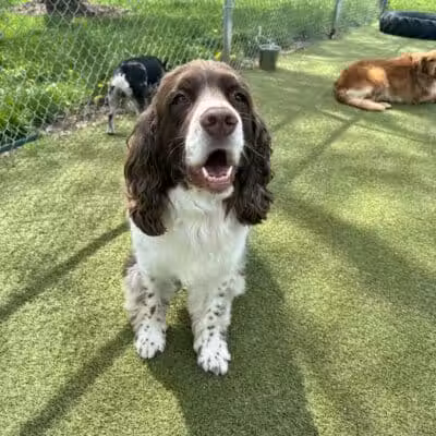 Rover Come Over Doggy Daycare - Monclova Township, OH