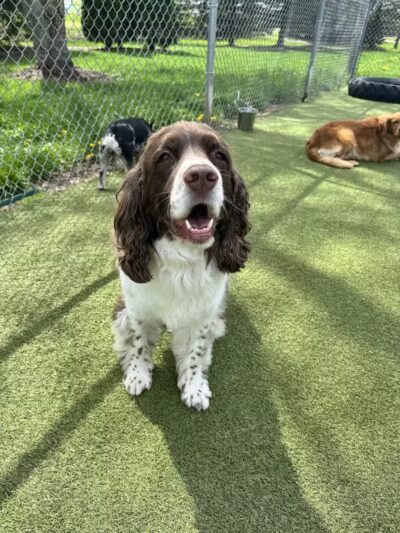 Rover Come Over Doggy Daycare - Monclova Township, OH