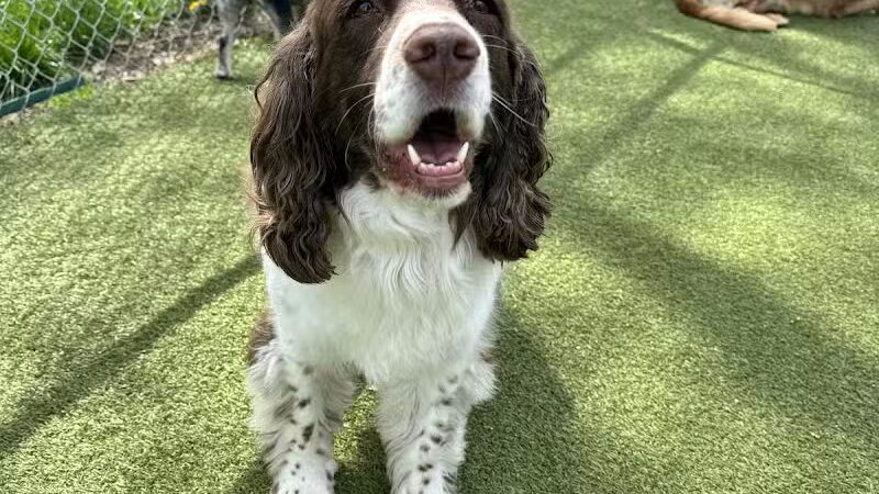 Rover Come Over Doggy Daycare - Monclova Township, OH