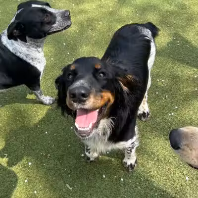 Rover Come Over Doggy Daycare - Monclova Township, OH