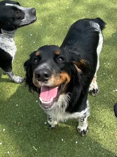 Rover Come Over Doggy Daycare - Monclova Township, OH