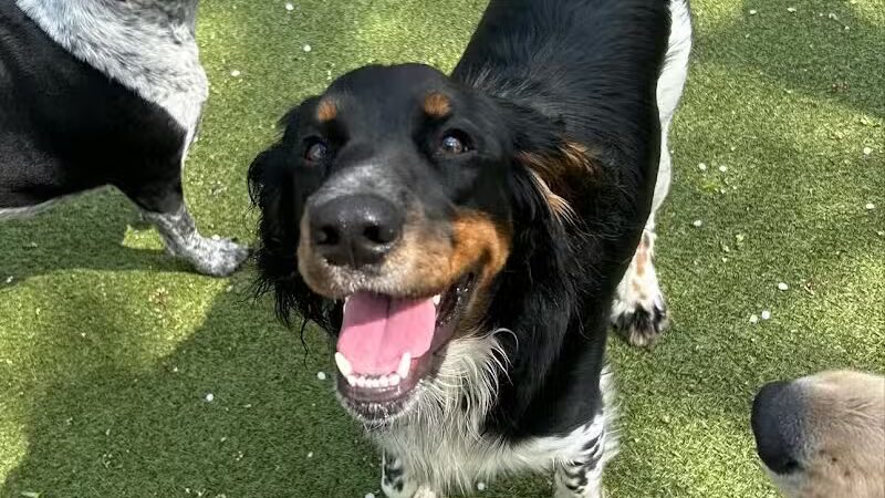 Rover Come Over Doggy Daycare - Monclova Township, OH