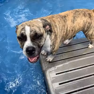 Rover Come Over Doggy Daycare - Monclova Township, OH