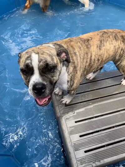 Rover Come Over Doggy Daycare - Monclova Township, OH