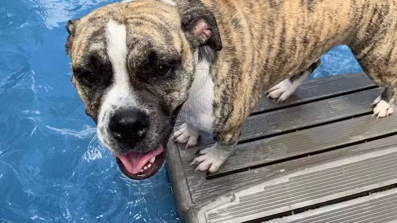 Rover Come Over Doggy Daycare - Monclova Township, OH