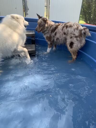 Rover Come Over Doggy Daycare - Monclova Township, OH