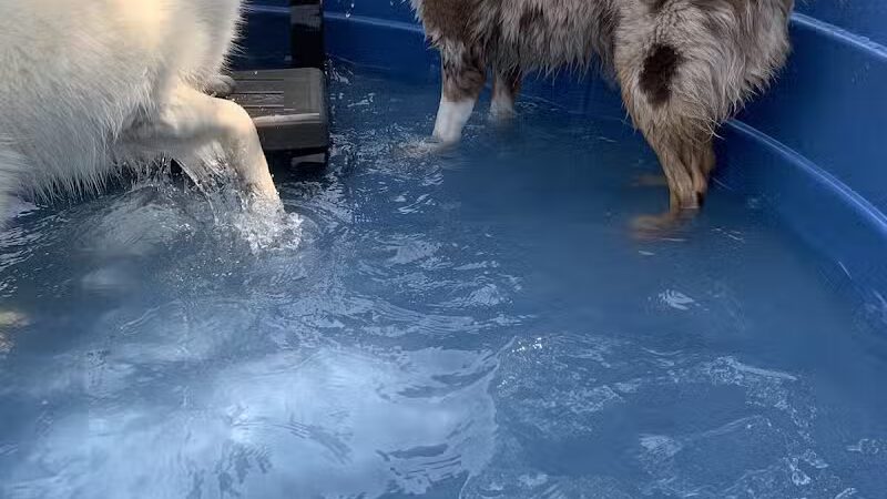 Rover Come Over Doggy Daycare - Monclova Township, OH