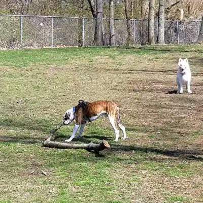 Monroeville Dog Park - Monroeville, PA