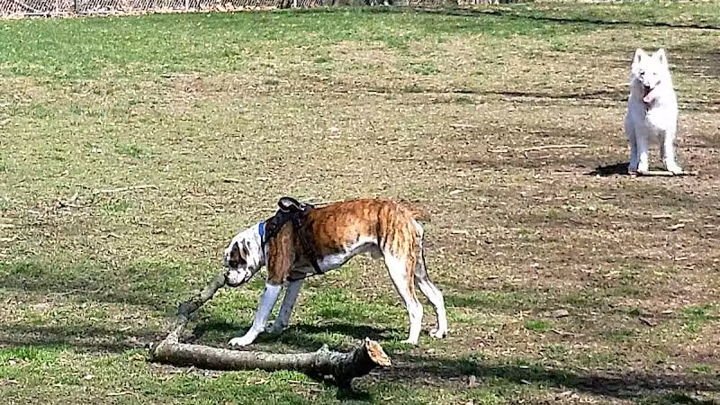 Monroeville Dog Park - Monroeville, PA