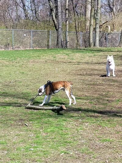 Monroeville Dog Park - Monroeville, PA