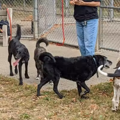 Monroeville Dog Park - Monroeville, PA