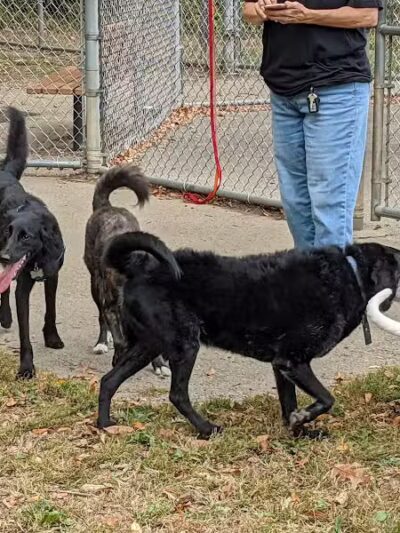 Monroeville Dog Park - Monroeville, PA