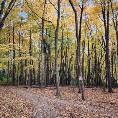 Monroeville Dog Park - Monroeville, PA
