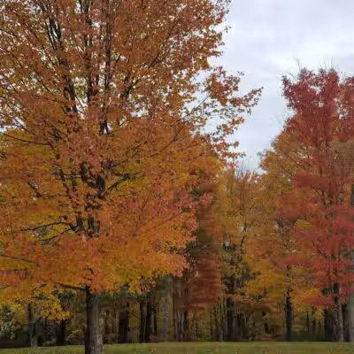 Monroeville Dog Park - Monroeville, PA