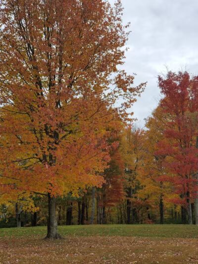 Monroeville Dog Park - Monroeville, PA