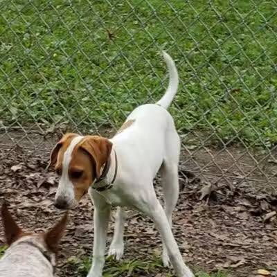 Monroeville Dog Park - Monroeville, PA