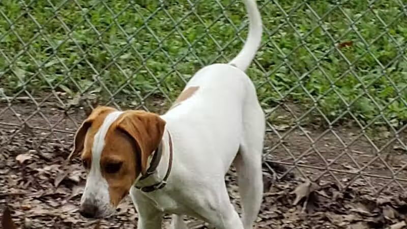 Monroeville Dog Park - Monroeville, PA