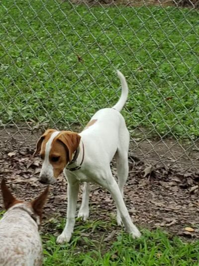 Monroeville Dog Park - Monroeville, PA