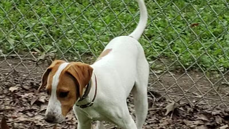 Monroeville Dog Park - Monroeville, PA
