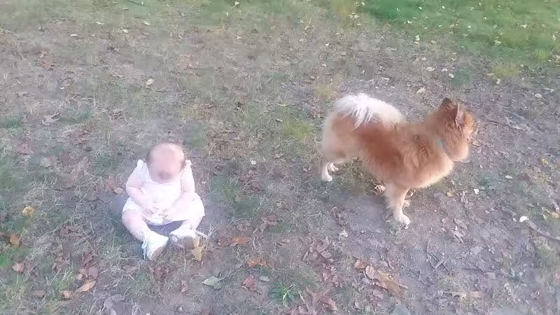 Monroeville Dog Park - Monroeville, PA