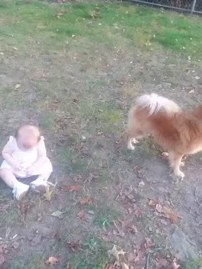 Monroeville Dog Park - Monroeville, PA