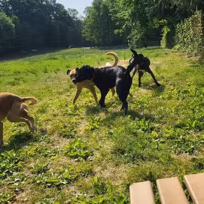 Central Park County Dog Park - Morris Plains, NJ
