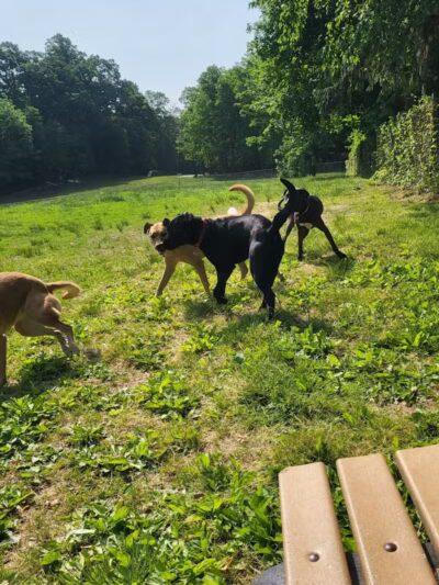 Central Park County Dog Park - Morris Plains, NJ