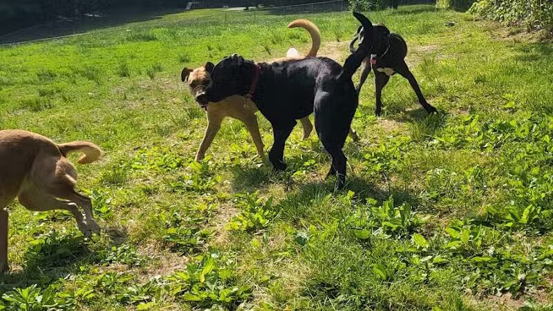 Central Park County Dog Park - Morris Plains, NJ