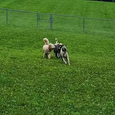 Central Park County Dog Park - Morris Plains, NJ