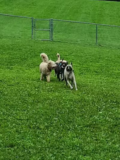 Central Park County Dog Park - Morris Plains, NJ