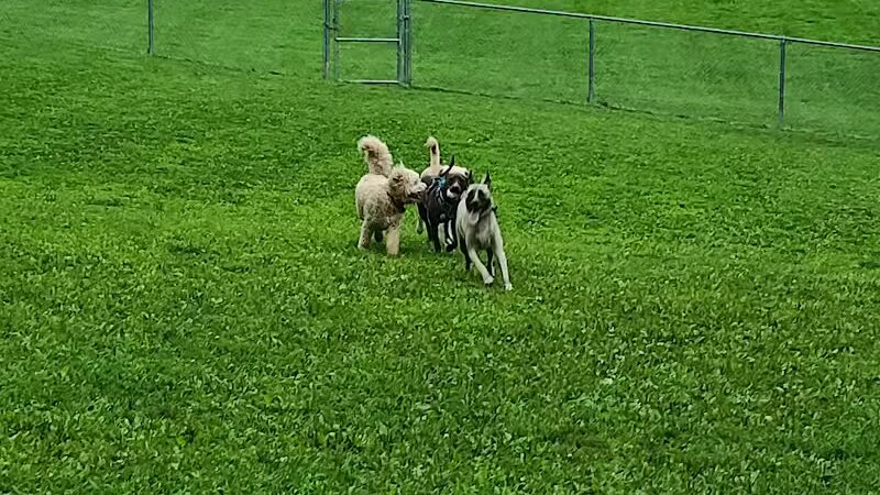 Central Park County Dog Park - Morris Plains, NJ