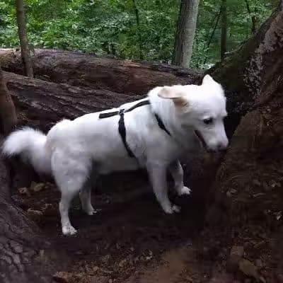 Central Park County Dog Park - Morris Plains, NJ