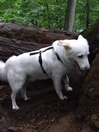 Central Park County Dog Park - Morris Plains, NJ