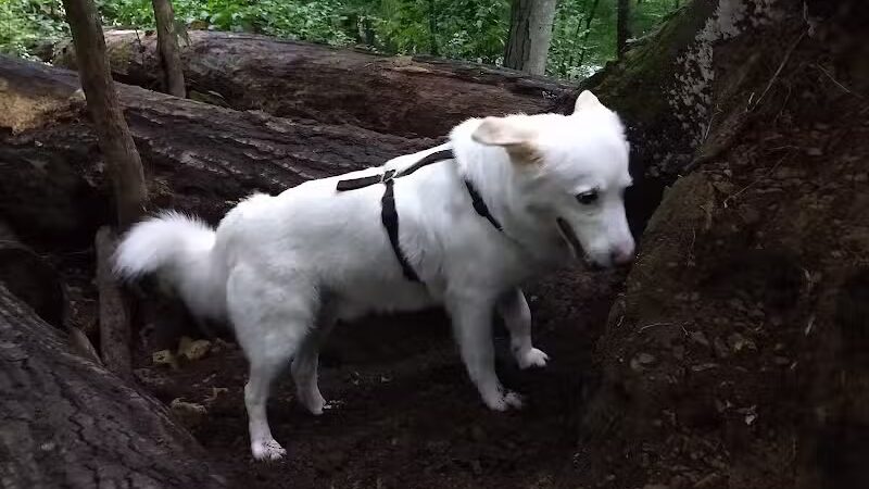 Central Park County Dog Park - Morris Plains, NJ